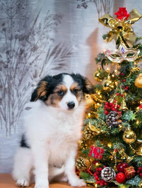 聚赢配资网 养狗不遛狗，真的没问题吗？具体有什么影响？